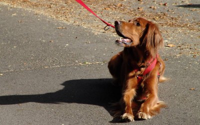 Sicher und entspannt im Alltag: Aufbautraining (Hunde-Basiskurs 2)