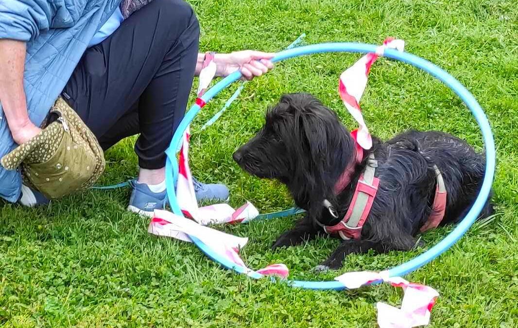 dog-adventure-hoopia-weltall-05