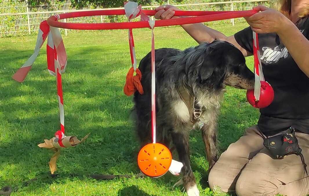 dog-adventure-hoopia-weltall-06