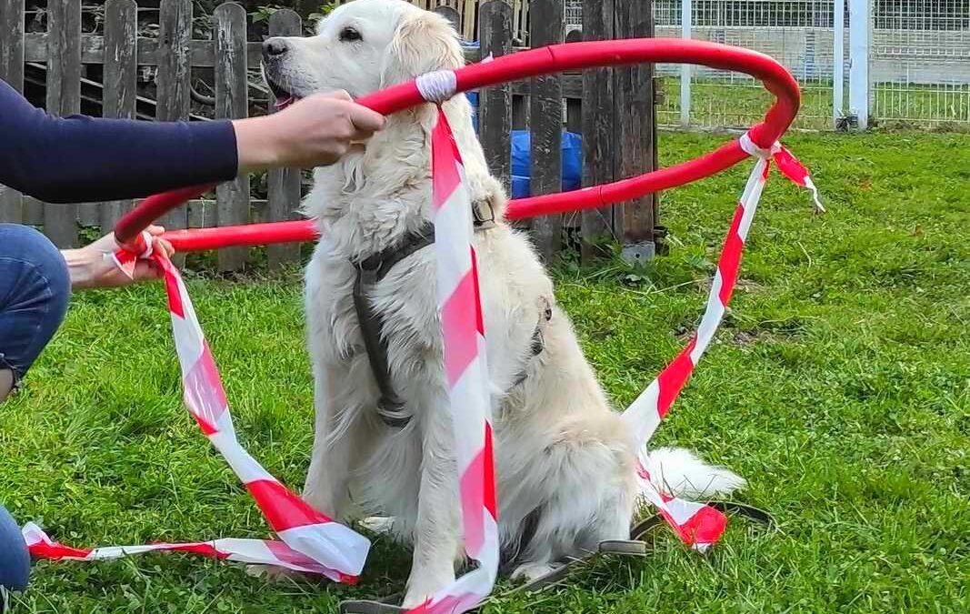 dog-adventure-hoopia-weltall-07