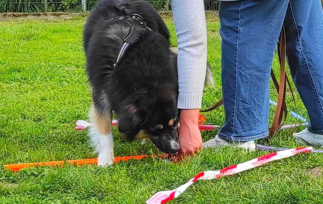 dog-adventure-hoopia-weltall-08