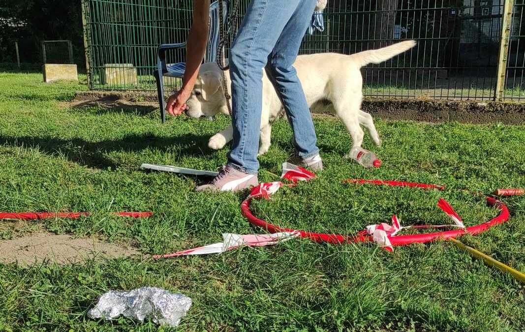 dog-adventure-hoopia-weltall-09