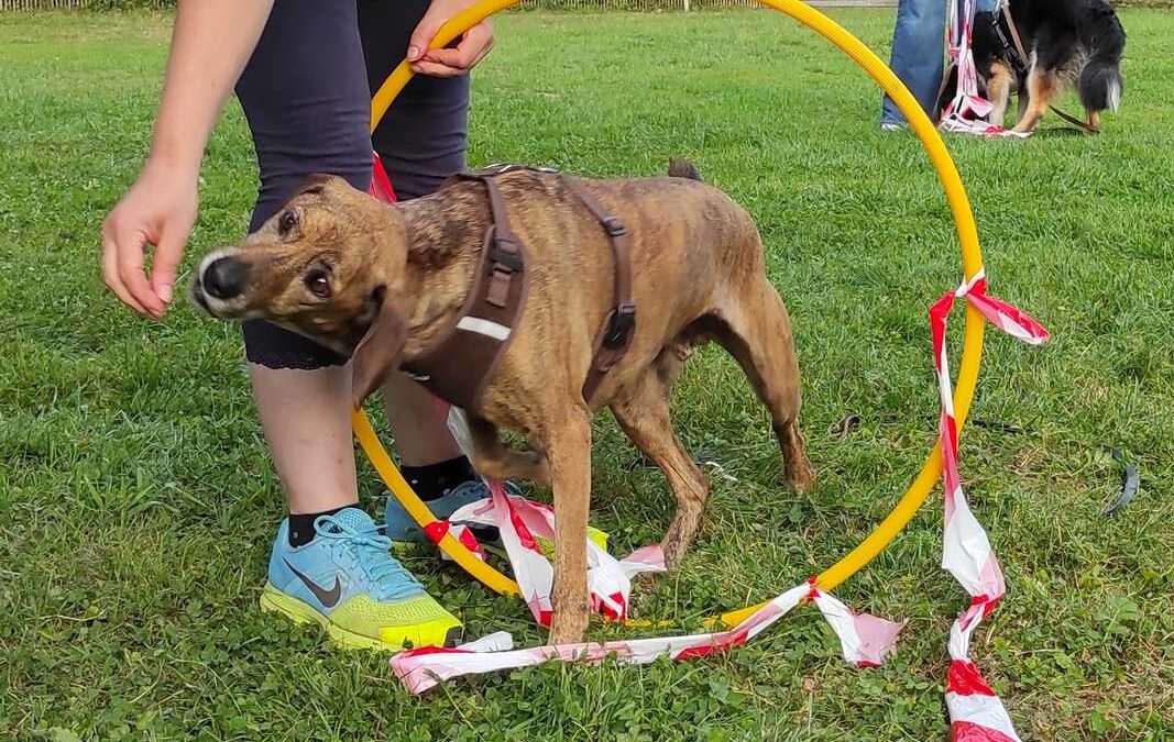 dog-adventure-hoopia-weltall-11