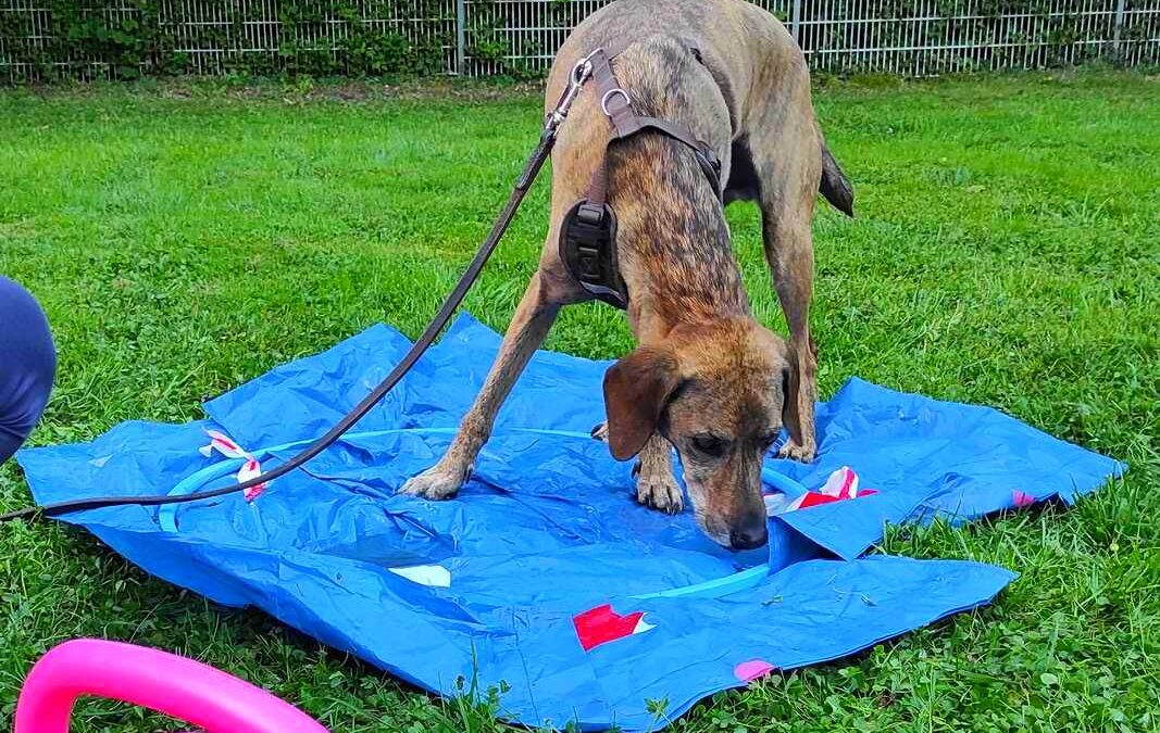 dog-adventure-hoopia-weltall-19