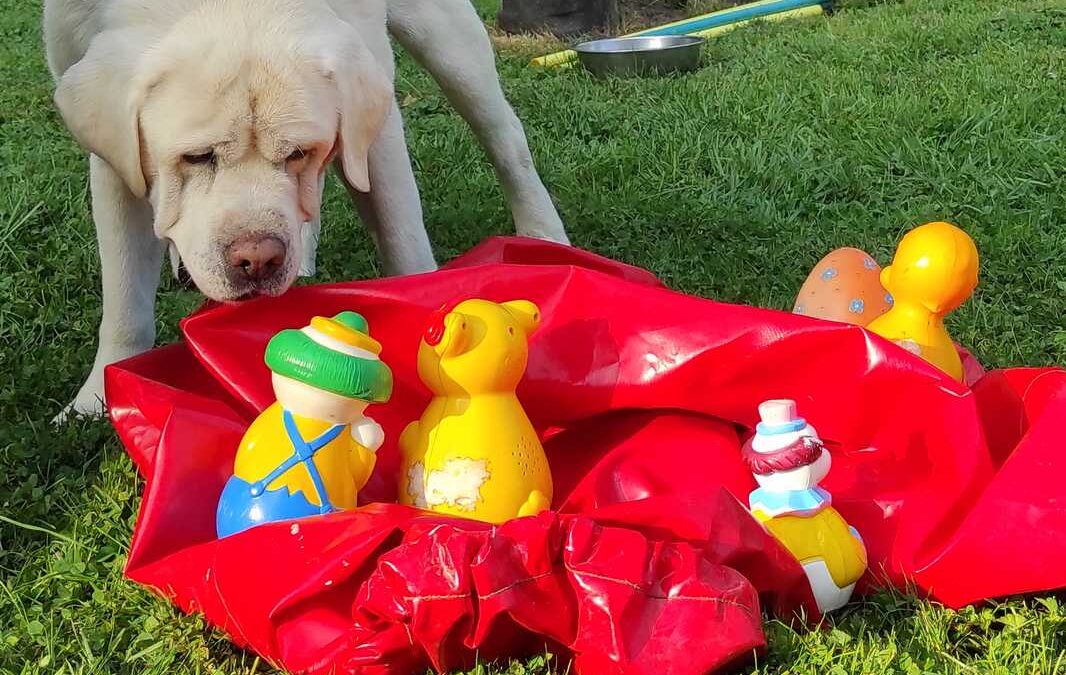 dog-adventure-hoopia-weltall-21