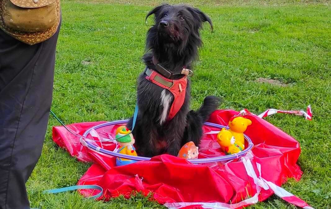 dog-adventure-hoopia-weltall-22