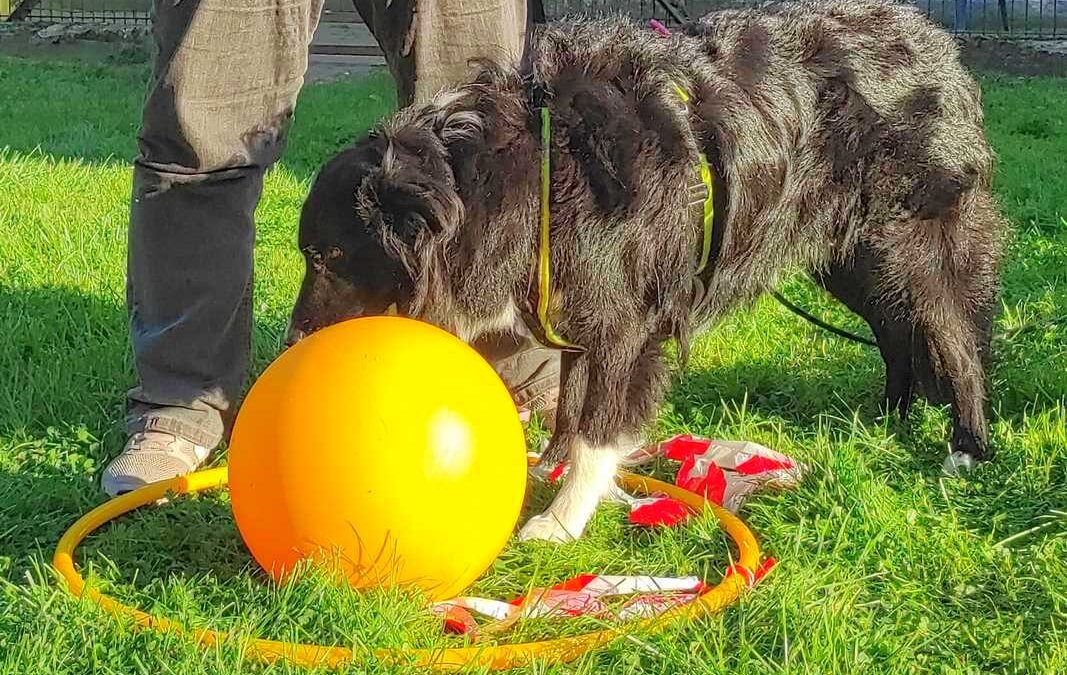 dog-adventure-hoopia-weltall-23