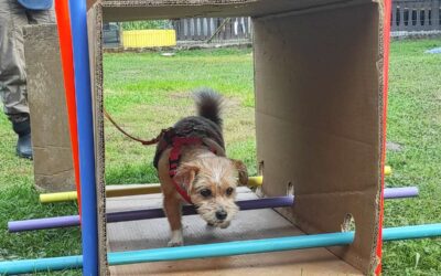 Dogility: neue Ideen für Körper und Kopf (Dogility 4)