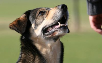 Jeder Hund kann mutig werden!